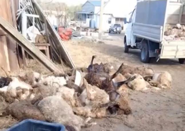 Сотню овец растерзали хищники в Уральске